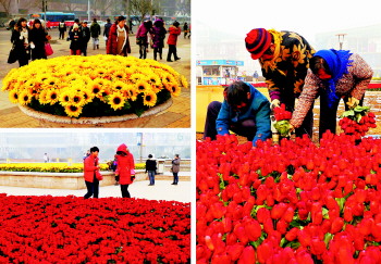 1月8日,工人在泉城广场东南角“栽种”仿真花卉。